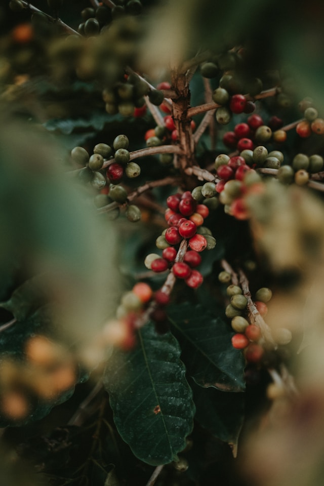 ягоды кофе дерево растение кофейное дерево