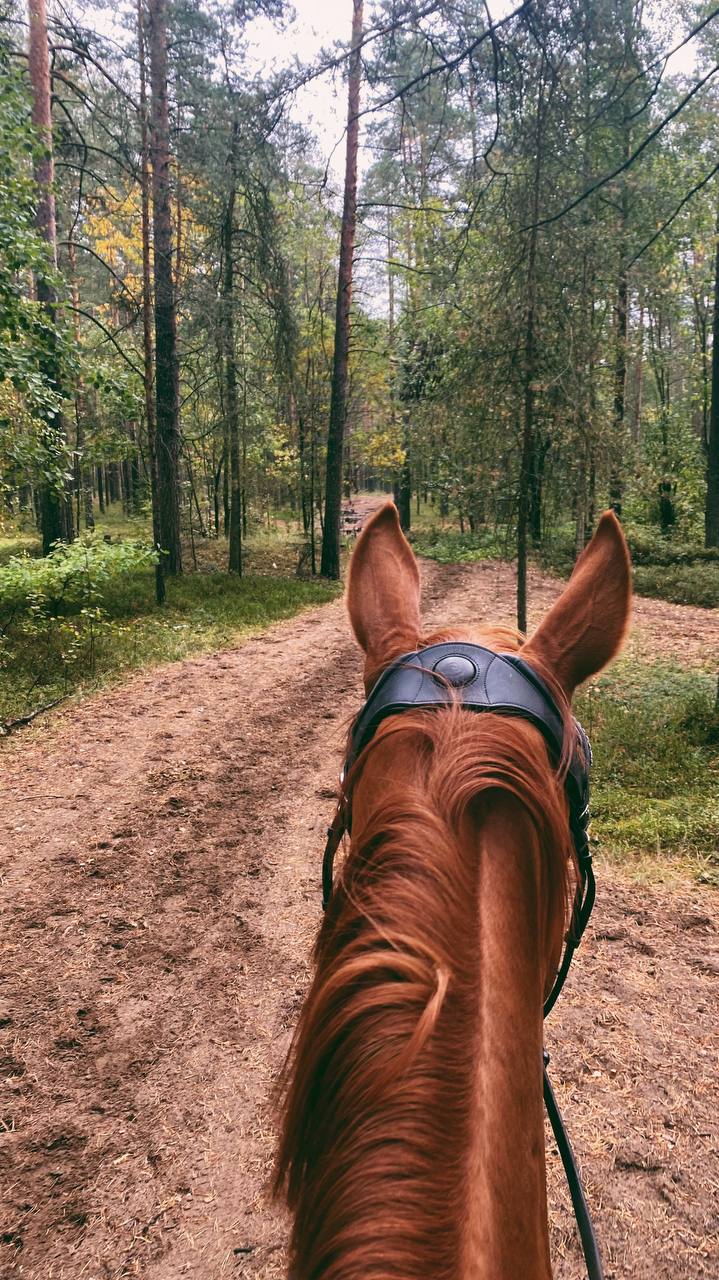 за город конные прогулки по лесу