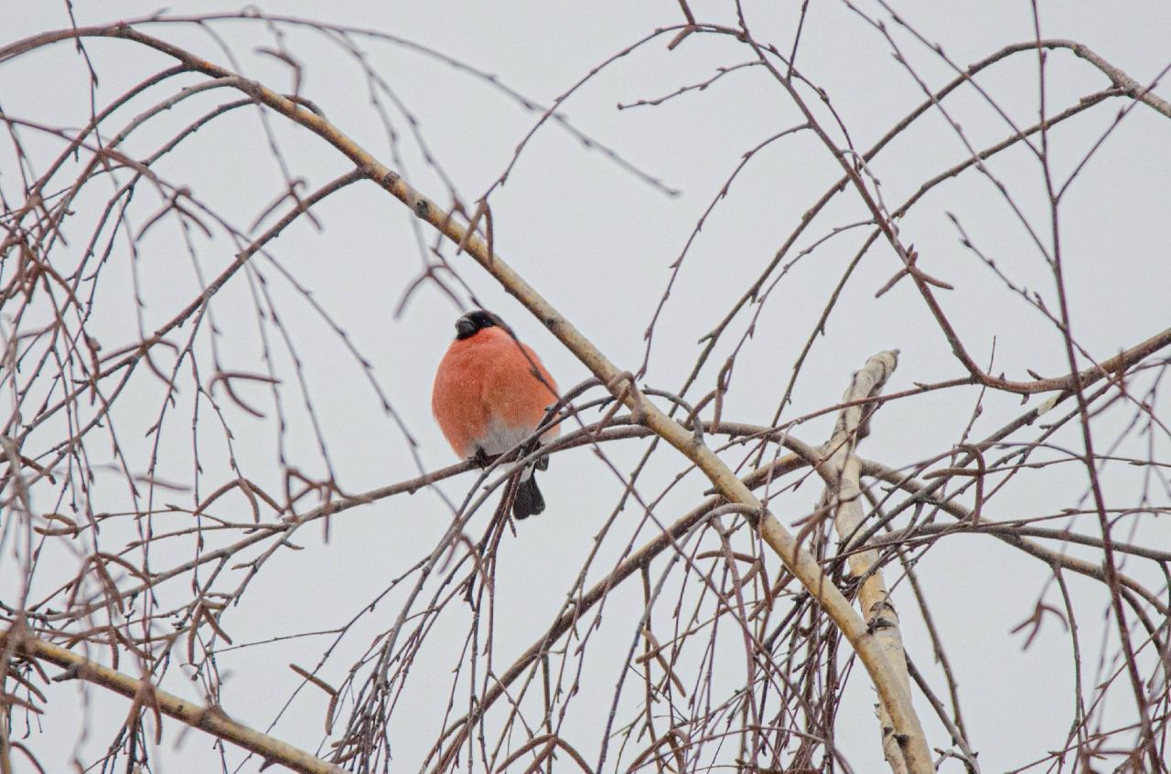 бёрдвотчинг бердвотчинг birdwatching птицы 