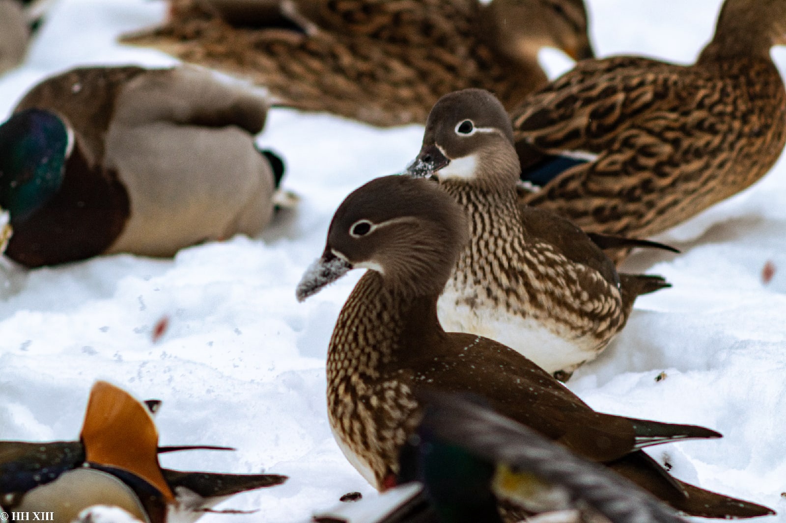 бёрдвотчинг бердвотчинг birdwatching птицы 