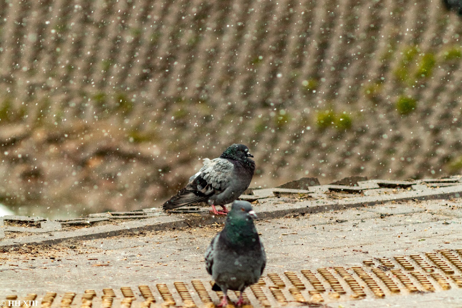 бёрдвотчинг бердвотчинг birdwatching птицы 