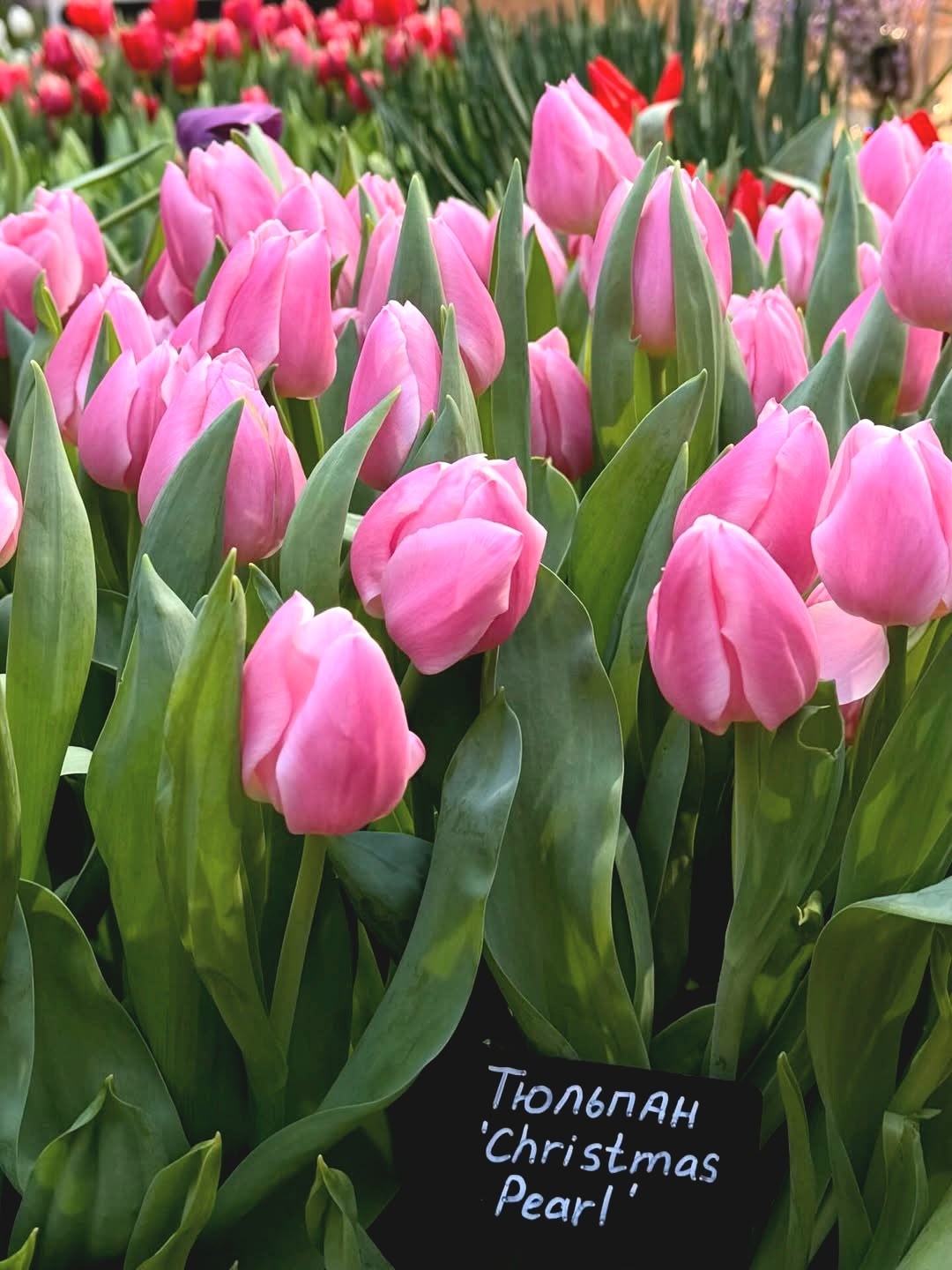 ботанический сад