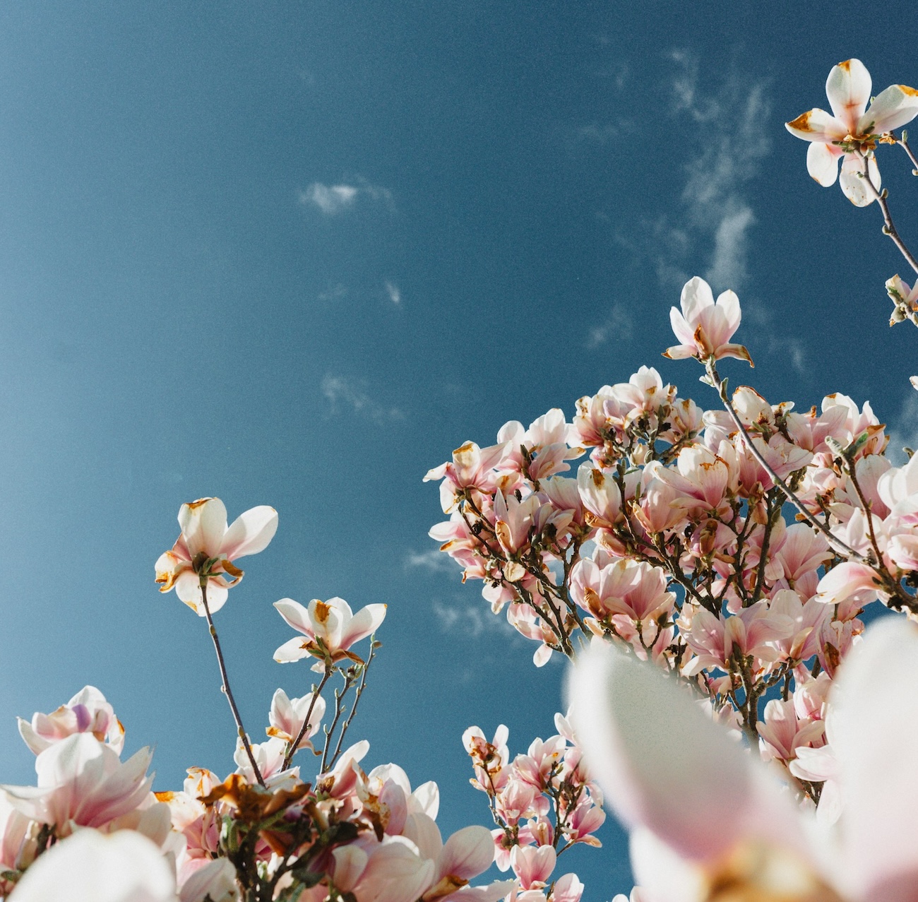 Краснодар весной: где любоваться цветами, пить кофе и заниматься спортом
